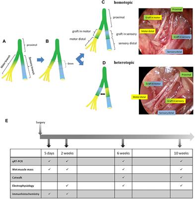 Spatiotemporal Differences in Gene Expression Between Motor and Sensory Autografts and Their Effect on Femoral Nerve Regeneration in the Rat